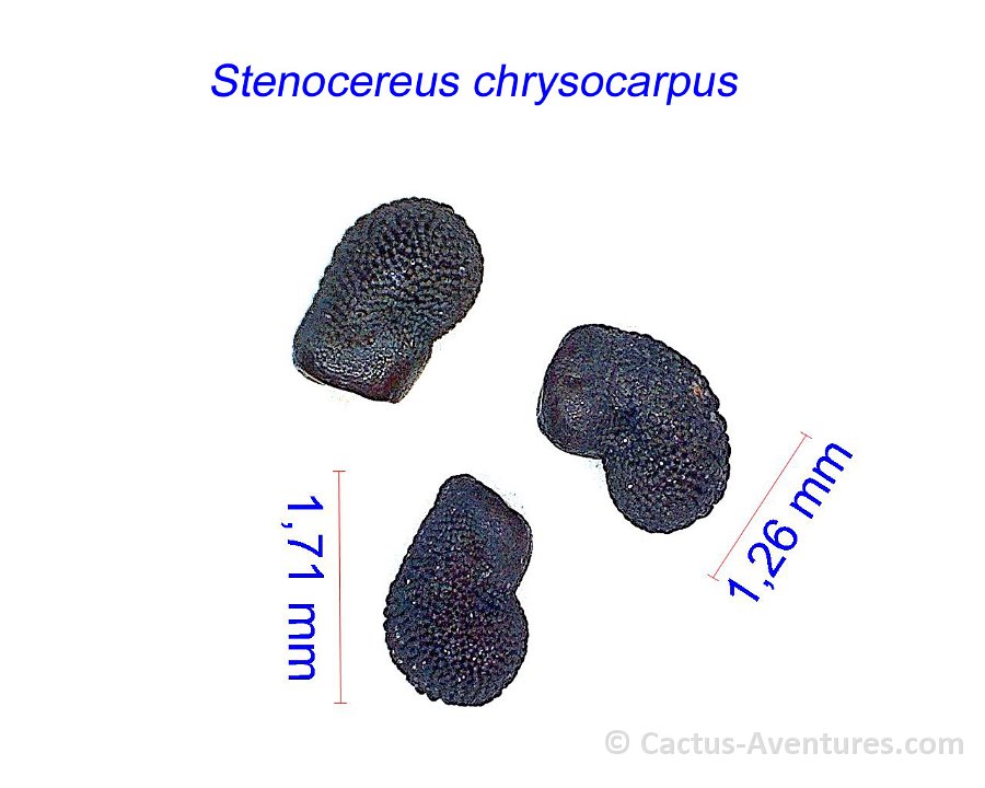 Stenocereus chrysocarpus
